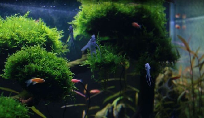 北京鉑灃水族店（北京鉑灃水族店怎么樣）
