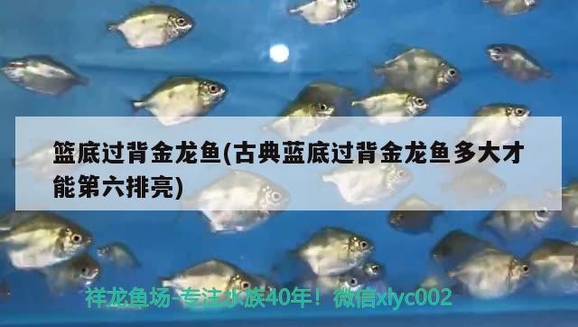 籃底過背金龍魚(古典藍底過背金龍魚多大才能第六排亮)