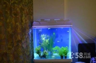 100元的魚缸：100元左右的魚缸怎么樣？