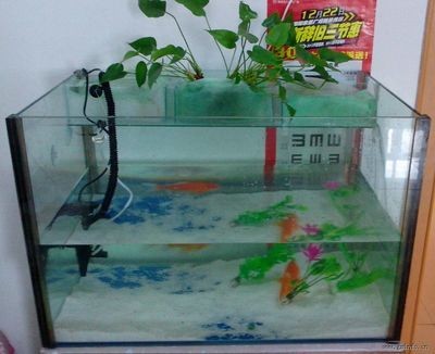 100元的魚缸：100元左右的魚缸怎么樣？