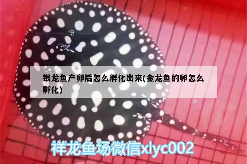 銀龍魚產卵后怎么孵化出來(金龍魚的卵怎么孵化)