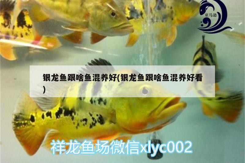 銀龍魚跟啥魚混養好(銀龍魚跟啥魚混養好看)