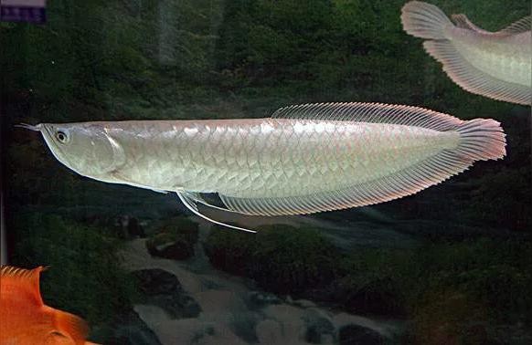 過背金龍魚多少錢一條:金龍魚哪個米最貴