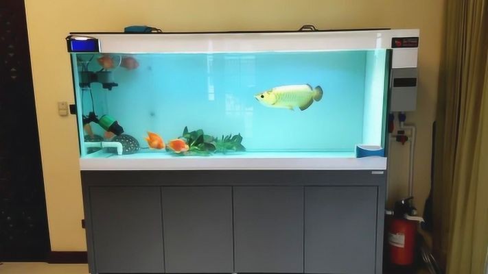 金龍魚(yú)喜歡的音樂(lè)類型：金龍魚(yú)的音樂(lè)喜好表現(xiàn)出了多樣化的特點(diǎn) 金龍魚(yú)喜歡的音樂(lè)類型：金龍魚(yú)的音樂(lè)喜好表現(xiàn)出了多樣化的特點(diǎn) 金龍魚(yú)百科 第2張