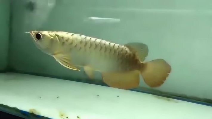 金龍魚(yú)喜歡的音樂(lè)類型：金龍魚(yú)的音樂(lè)喜好表現(xiàn)出了多樣化的特點(diǎn) 金龍魚(yú)喜歡的音樂(lè)類型：金龍魚(yú)的音樂(lè)喜好表現(xiàn)出了多樣化的特點(diǎn) 金龍魚(yú)百科 第3張