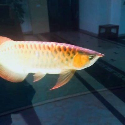 金龍魚(yú)喜歡的音樂(lè)類型：金龍魚(yú)的音樂(lè)喜好表現(xiàn)出了多樣化的特點(diǎn) 金龍魚(yú)喜歡的音樂(lè)類型：金龍魚(yú)的音樂(lè)喜好表現(xiàn)出了多樣化的特點(diǎn) 金龍魚(yú)百科 第4張