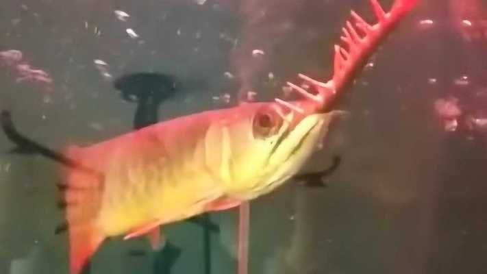 金龍魚(yú)喜歡的音樂(lè)類型：金龍魚(yú)的音樂(lè)喜好表現(xiàn)出了多樣化的特點(diǎn) 金龍魚(yú)喜歡的音樂(lè)類型：金龍魚(yú)的音樂(lè)喜好表現(xiàn)出了多樣化的特點(diǎn) 金龍魚(yú)百科 第5張