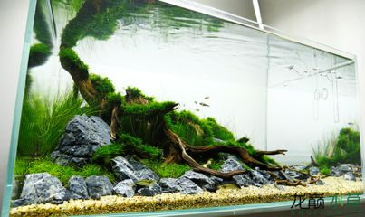 大魚缸改造成水草缸好不好用：大魚缸改造成水草缸的養(yǎng)護(hù)技巧水草缸養(yǎng)護(hù)技巧