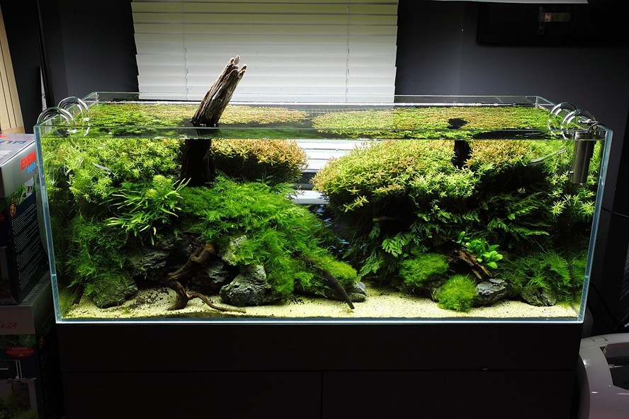 大魚缸改造成水草缸好不好用：大魚缸改造成水草缸的養(yǎng)護(hù)技巧水草缸養(yǎng)護(hù)技巧