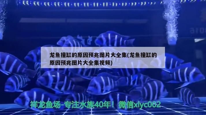 龍魚撞缸是什么原因vs祥龍魚場：祥龍魚場的養(yǎng)殖技術(shù)