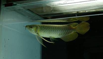 龍魚要多久才能長大呢vs祥龍魚場：如何判斷龍魚的成長狀態(tài)