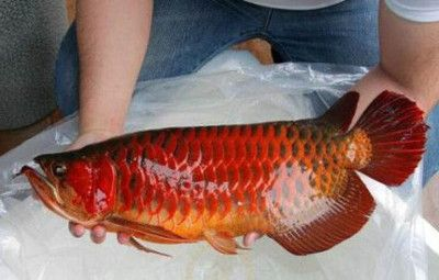 印度紅龍魚多少錢一條啊：印度紅龍魚價格趨勢預測如何辨別紅龍魚真偽