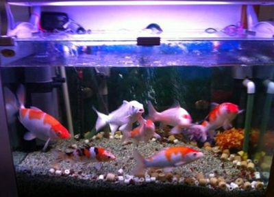 大魚缸養啥魚好：適合在大魚缸中養殖的魚類