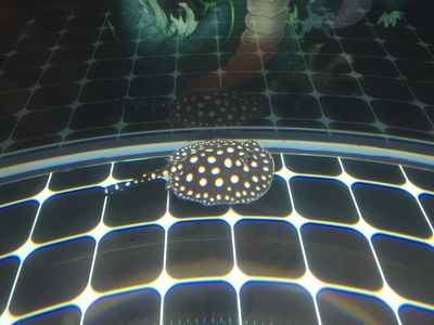魟魚呼吸急促的原因：魟魚呼吸急促可能有多種原因[需手動填充]魚呼吸急促可能有多種原因