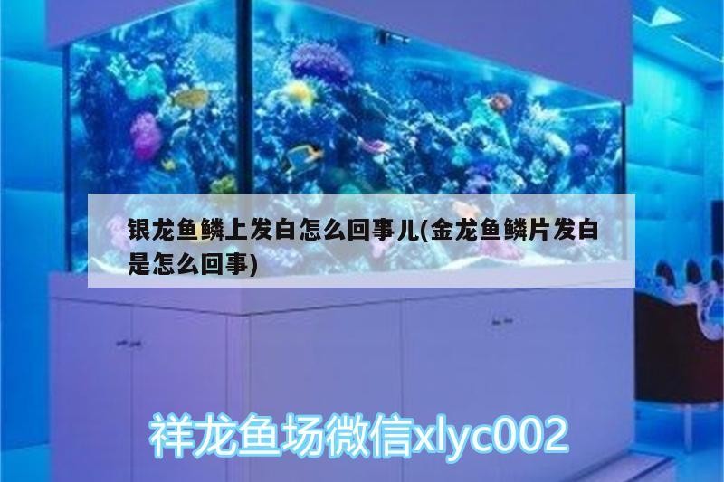 銀龍魚鱗上發白怎么回事兒(金龍魚鱗片發白是怎么回事)