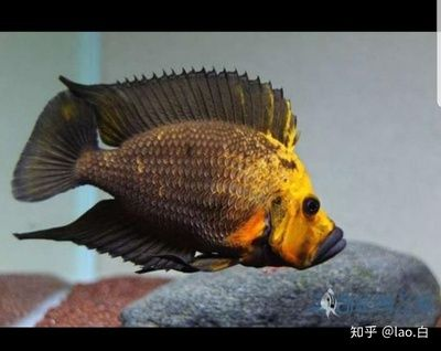 虎魚快養好還是慢養好：虎魚的快養和慢養并無絕對的好壞之分，關鍵在于飼養技巧