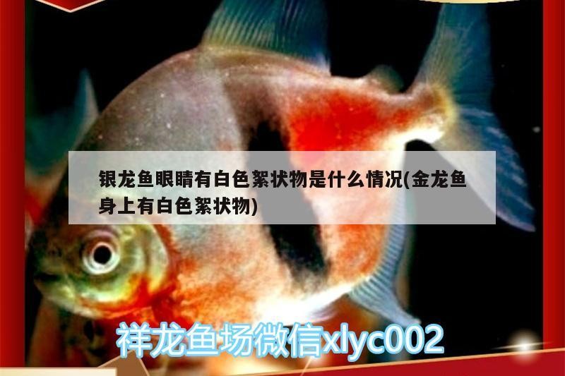 銀龍魚眼睛有白色絮狀物是什么情況(金龍魚身上有白色絮狀物)