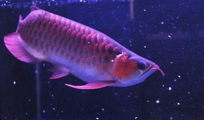 紅龍魚成長記錄變化：紅龍魚幼年與成年飼養區別