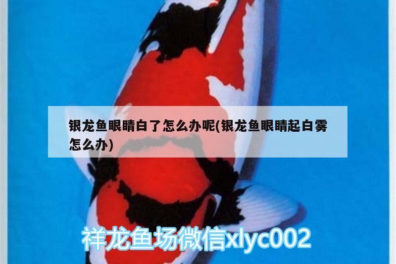 銀龍魚眼睛白了怎么辦呢(銀龍魚眼睛起白霧怎么辦) 銀龍魚眼睛白了怎么辦呢(銀龍魚眼睛起白霧怎么辦) 銀龍魚百科