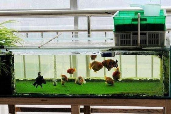 舊魚缸翻新打膠視頻教學（舊魚缸翻新打膠視頻教學大全）