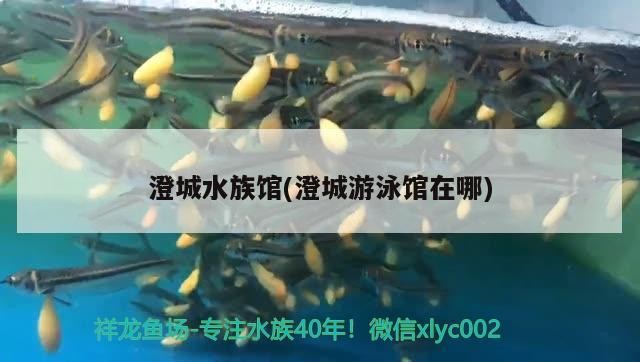 澄城水族館(澄城游泳館在哪)