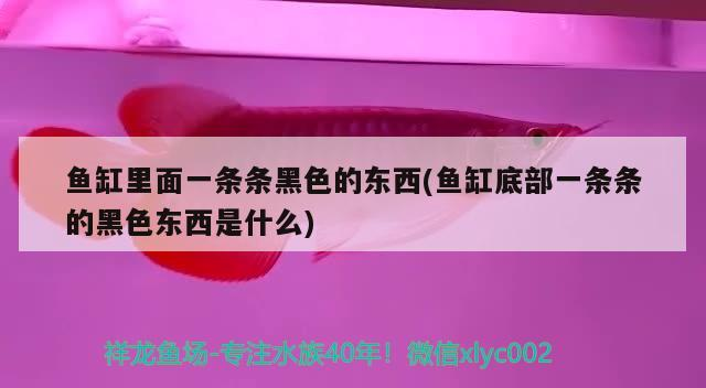 魚缸里面一條條黑色的東西(魚缸底部一條條的黑色東西是什么)
