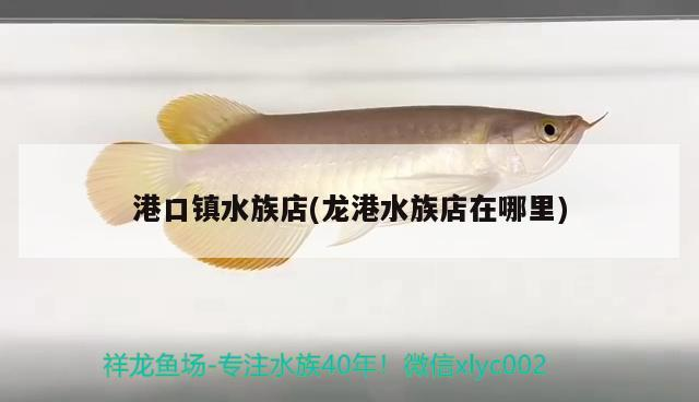 港口鎮水族店(龍港水族店在哪里)