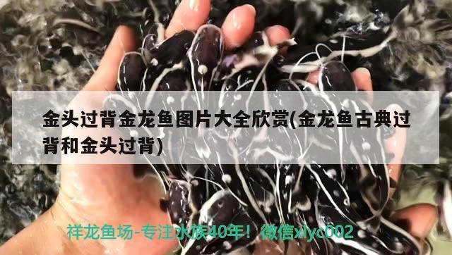金頭過(guò)背金龍魚圖片大全欣賞(金龍魚古典過(guò)背和金頭過(guò)背)