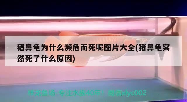 豬鼻龜為什么瀕危而死呢圖片大全(豬鼻龜突然死了什么原因)