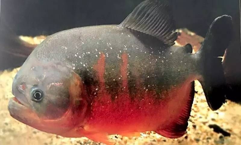 虎魚身上黑紋有黑點是什么：虎魚身上黑紋有黑點是什么原因 虎魚身上黑紋有黑點是什么：虎魚身上黑紋有黑點是什么原因 虎魚百科 第3張