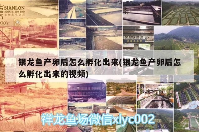 銀龍魚產卵后怎么孵化出來(銀龍魚產卵后怎么孵化出來的視頻)