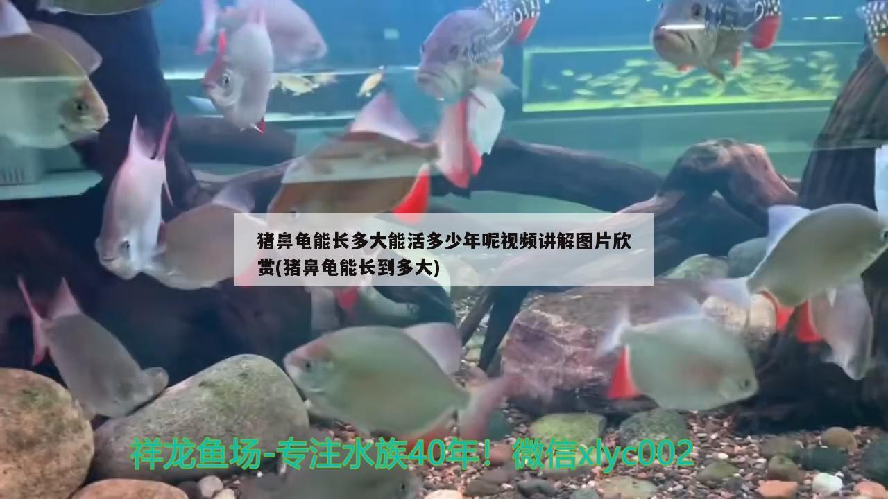 豬鼻龜能長多大能活多少年呢視頻講解圖片欣賞(豬鼻龜能長到多大)