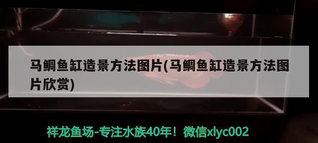 馬鯛魚缸造景方法圖片(馬鯛魚缸造景方法圖片欣賞) 馬鯛魚缸造景方法圖片(馬鯛魚缸造景方法圖片欣賞) 魟魚百科