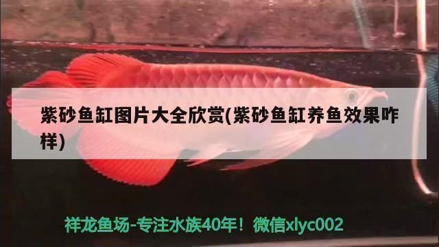 黑帝王魟魚適宜的養(yǎng)殖密度是多少：黑帝王魟魚養(yǎng)殖密度對比黑帝王魟魚養(yǎng)殖密度對比