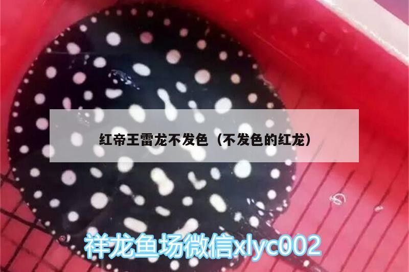 紅帝王雷龍不發色（不發色的紅龍）