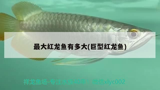 最大紅龍魚有多大：最大紅龍魚體長能夠超過1米，紅龍魚體長能超過1米