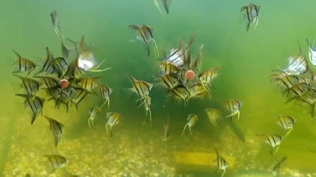 樺南林業(yè)局銀河水族館（樺南林業(yè)局銀河水族館電話）