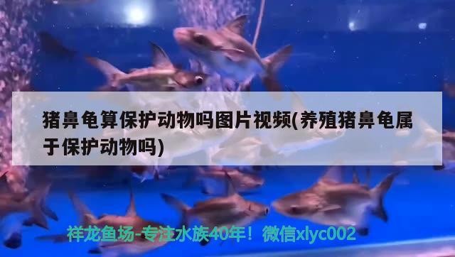 豬鼻龜算保護動物嗎圖片視頻(養殖豬鼻龜屬于保護動物嗎)