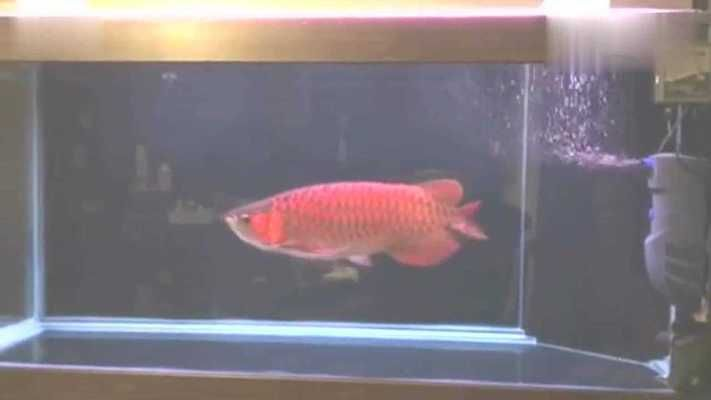 印尼野生紅龍魚紀錄片在線觀看高清：印尼野生紅龍魚紀錄片在線觀看