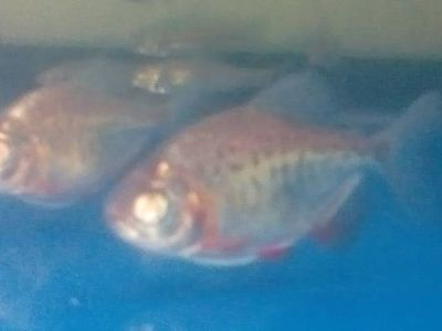 虎魚掉色：虎魚掉色可能是由于多種因素引起的