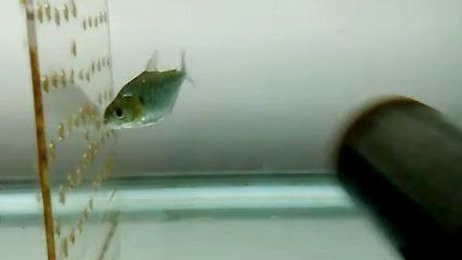 虎魚掉色：虎魚掉色可能是由于多種因素引起的