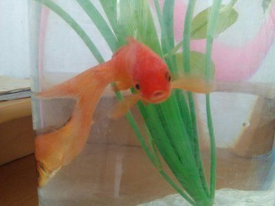 虎魚和金魚混養：虎魚和金魚可以混養嗎 虎魚和金魚混養：虎魚和金魚可以混養嗎 虎魚百科 第3張
