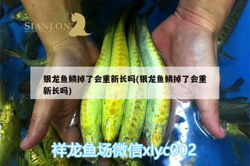 銀龍魚鱗掉了會重新長嗎(銀龍魚鱗掉了會重新長嗎)