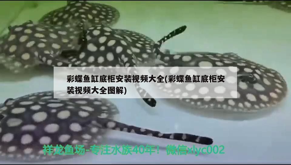 銀龍魚眼睛突出怎么回事圖片(金龍魚眼睛突出)