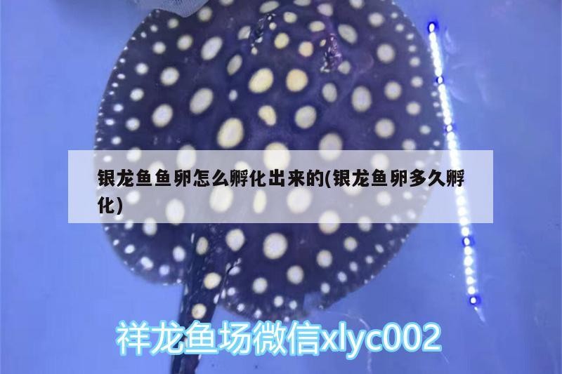 銀龍魚(yú)魚(yú)卵怎么孵化出來(lái)的(銀龍魚(yú)卵多久孵化)