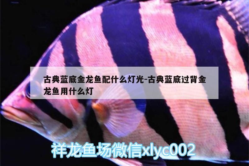 古典藍底金龍魚配什么燈光:古典藍底過背金龍魚用什么燈