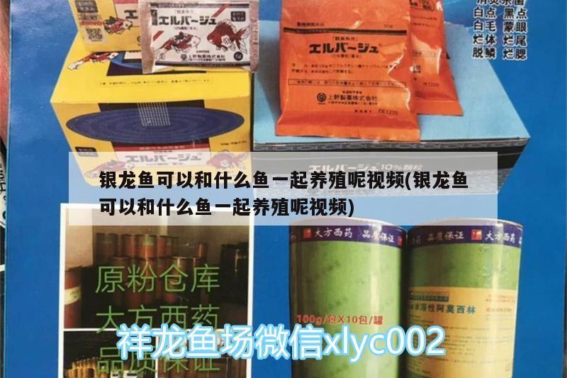 銀龍魚可以和什么魚一起養殖呢視頻(銀龍魚可以和什么魚一起養殖呢視頻)