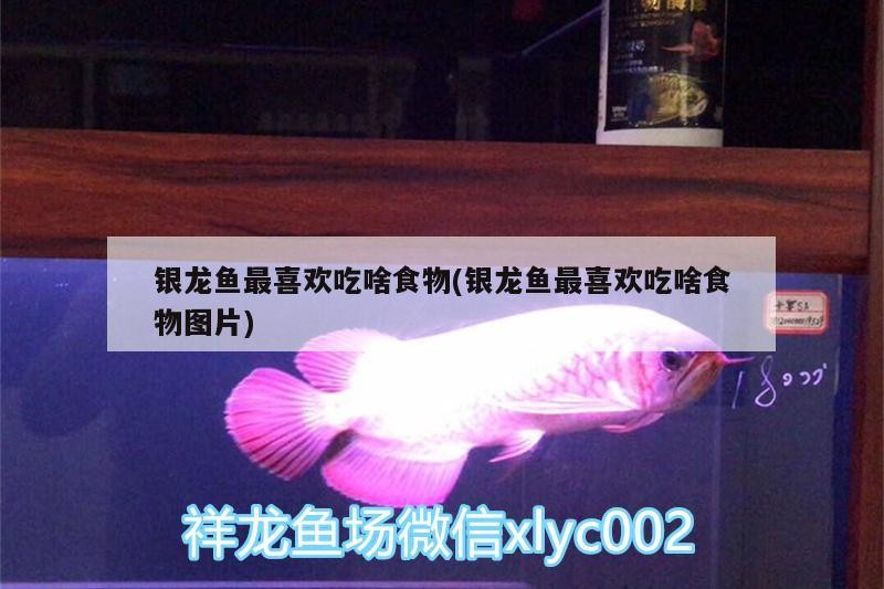 銀龍魚(yú)最喜歡吃啥食物(銀龍魚(yú)最喜歡吃啥食物圖片)
