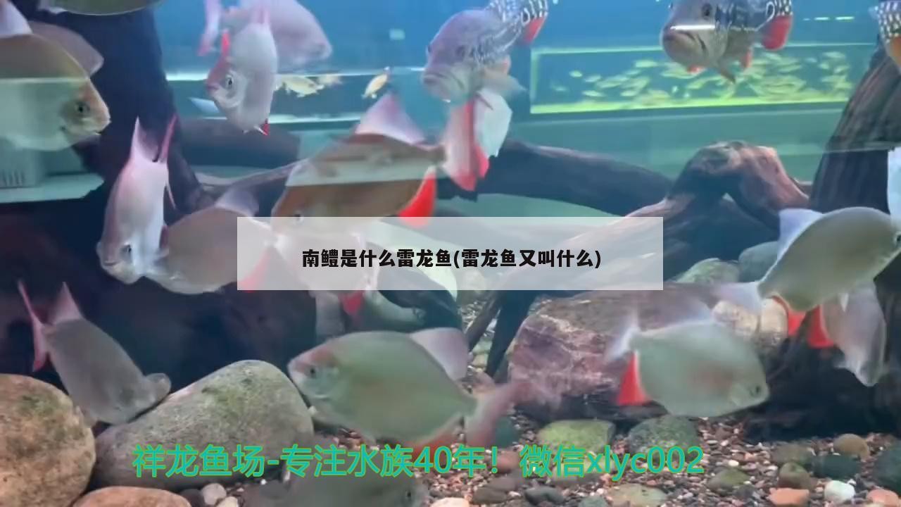 南鱧是什么雷龍魚(雷龍魚又叫什么)