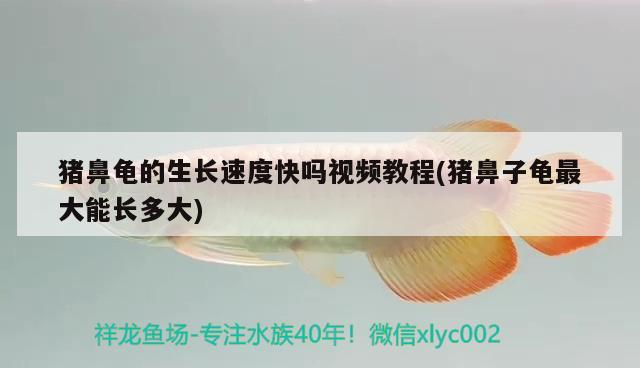 豬鼻龜的生長速度快嗎視頻教程(豬鼻子龜最大能長多大)